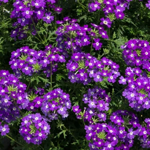 Picture - Ball Horticultural